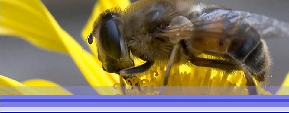 Biene in einer Blüte