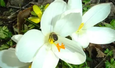 weiße Blüte mit Biene